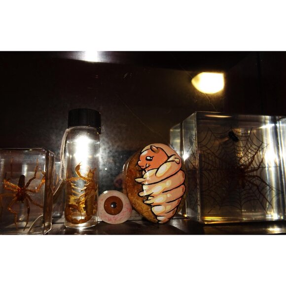 Maggie the Maggot Painted Rock oddity curiosity goth witchy funeral insect - Picture 2 of 15